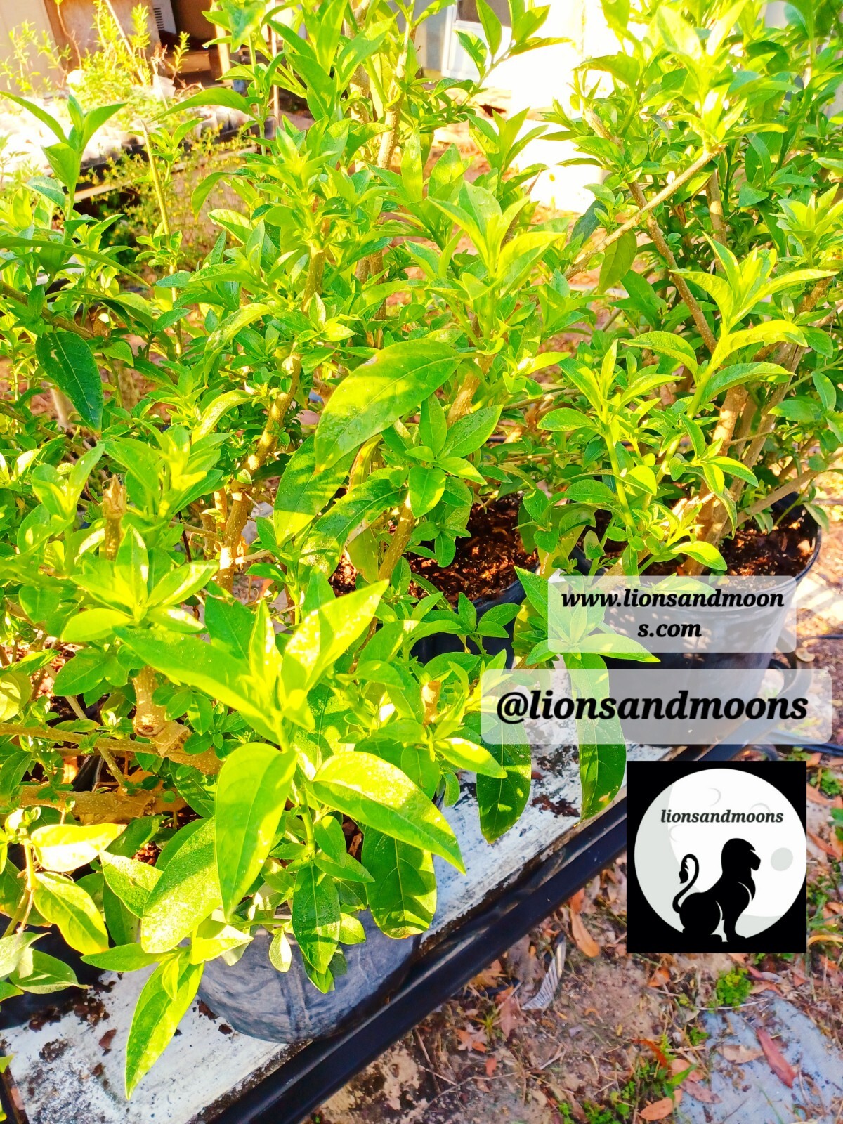 Night Blooming Jasmine Live Plant 1 Gallon ! Small Tree 3-4ft Bonsai Style Bush