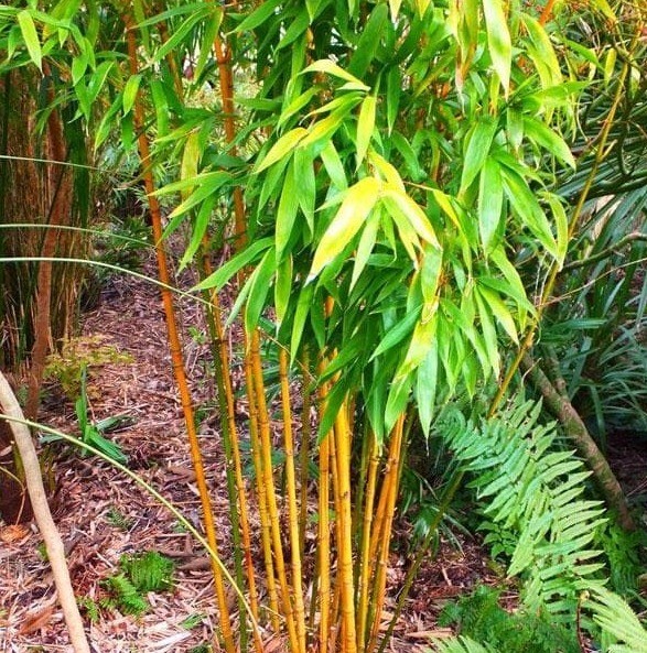 60 PLUS Golden bamboo seeds (Phyllostachys Aurea)