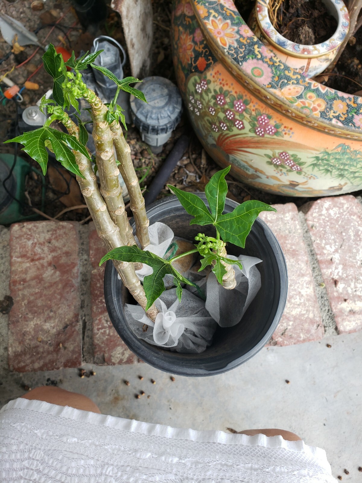 Chaya Organic Two branches Miracle Spinach Plant Cnidoscolus aconitifolius