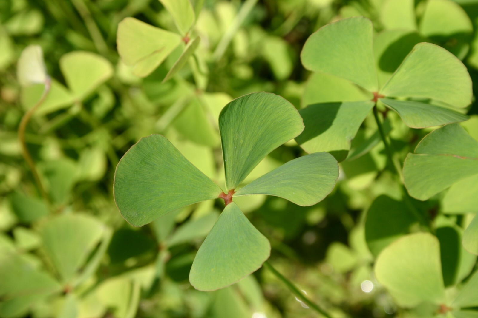 Live Four Leaf Clover Winter Hardy Aquatic Marginal Pond Plant Buy 2 Get 1 Free!