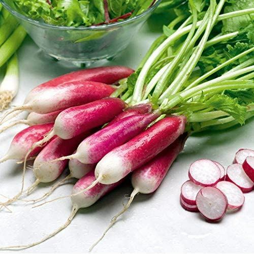 Radish Seeds, French Breakfast Radish Seeds,”COOL BEANS N SPROUTS” Brand.