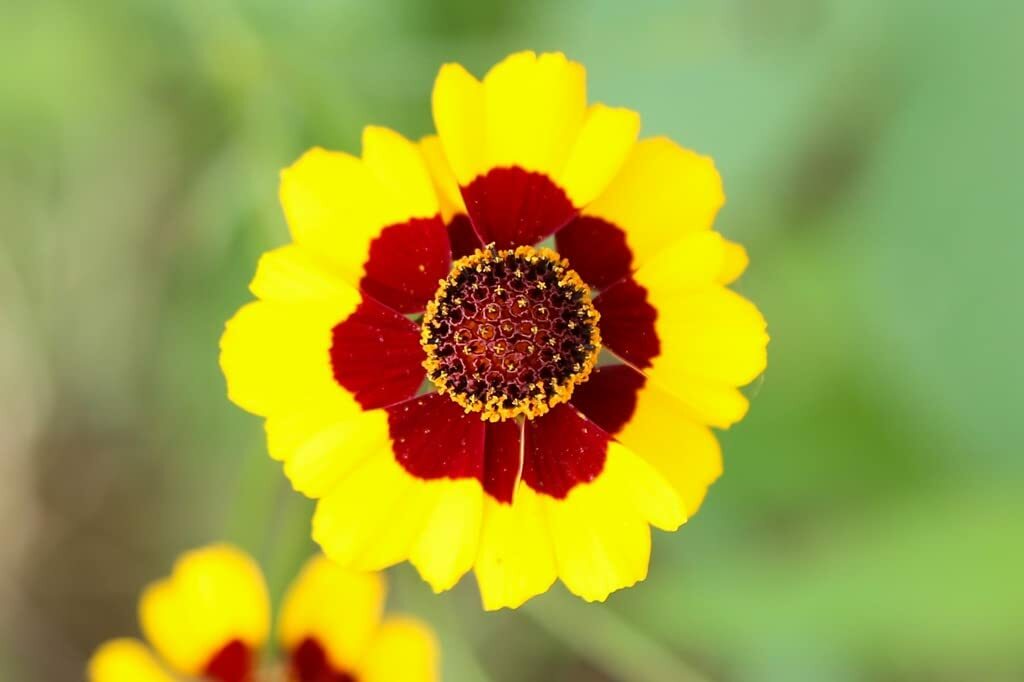 325 Seeds PLAINS COREOPSIS Tinctoria Calliopsis Native Heirloom Wildflower Plant