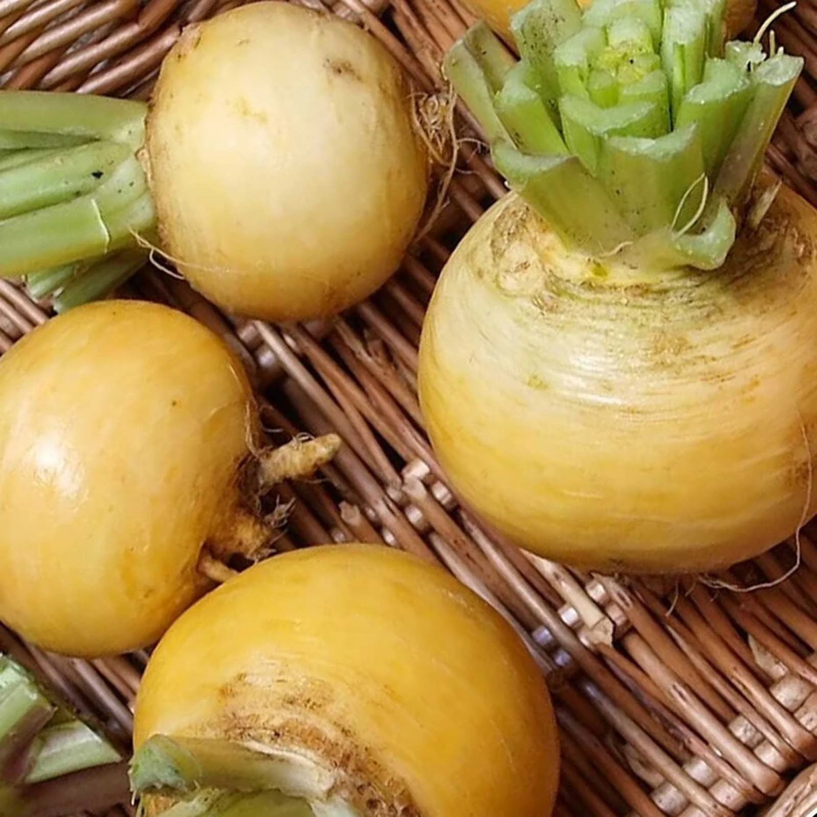 Golden Ball Turnip Seeds | Yellow Gold White Rutabaga Crop Vegetable Seed 2024