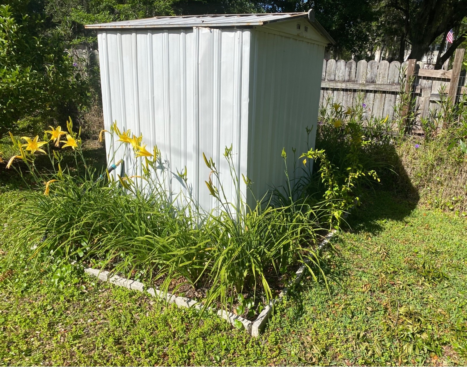 DAYLILIES – LARGE YELLOW FLOWERS APRIL-DECEMBER BLOOMS (3 “fans”)