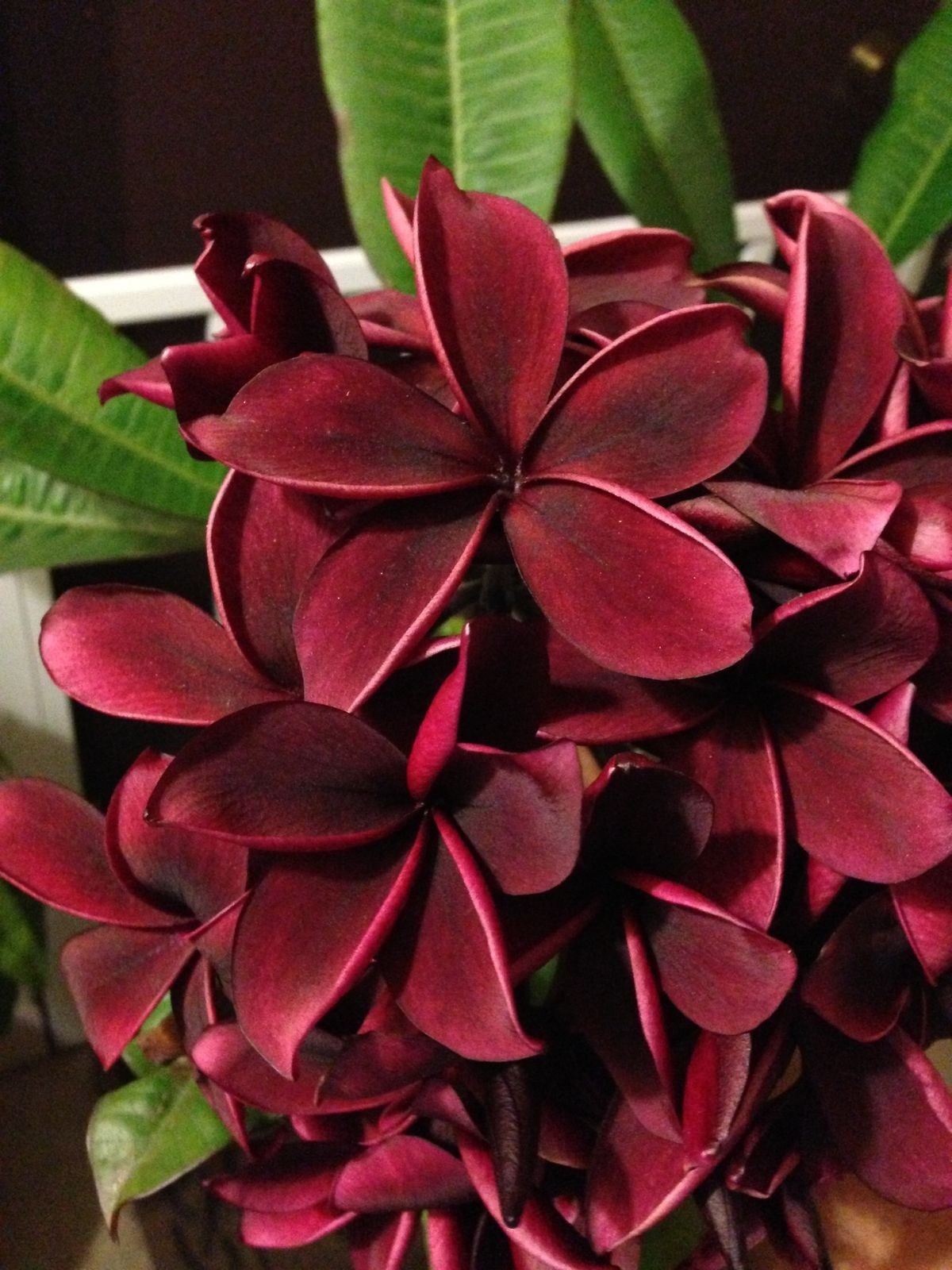 5 Dark Red Plumeria Seeds Perennial Flowers Seed Frangipani US SELLER