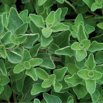 Origanum vulgare hirtum 5,000 seeds