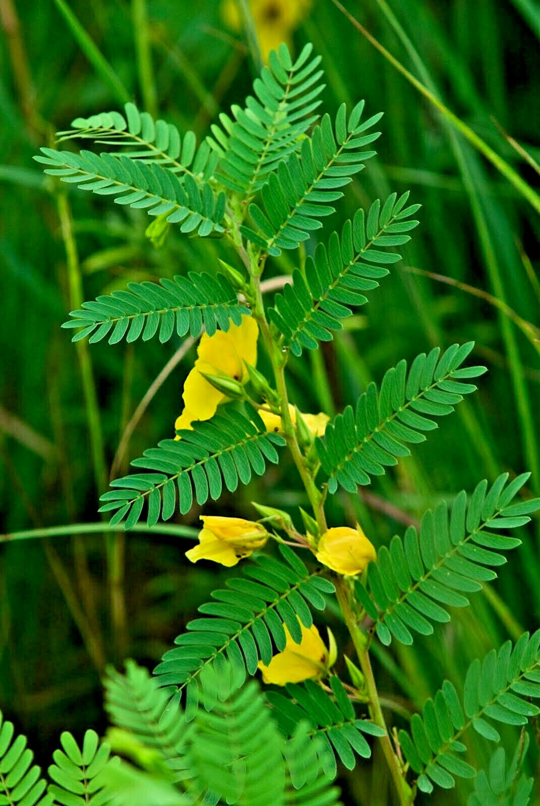 201+ PARTRIDGE PEA Seeds Native Wildflower Fall Food Source Turkey Deer Birds