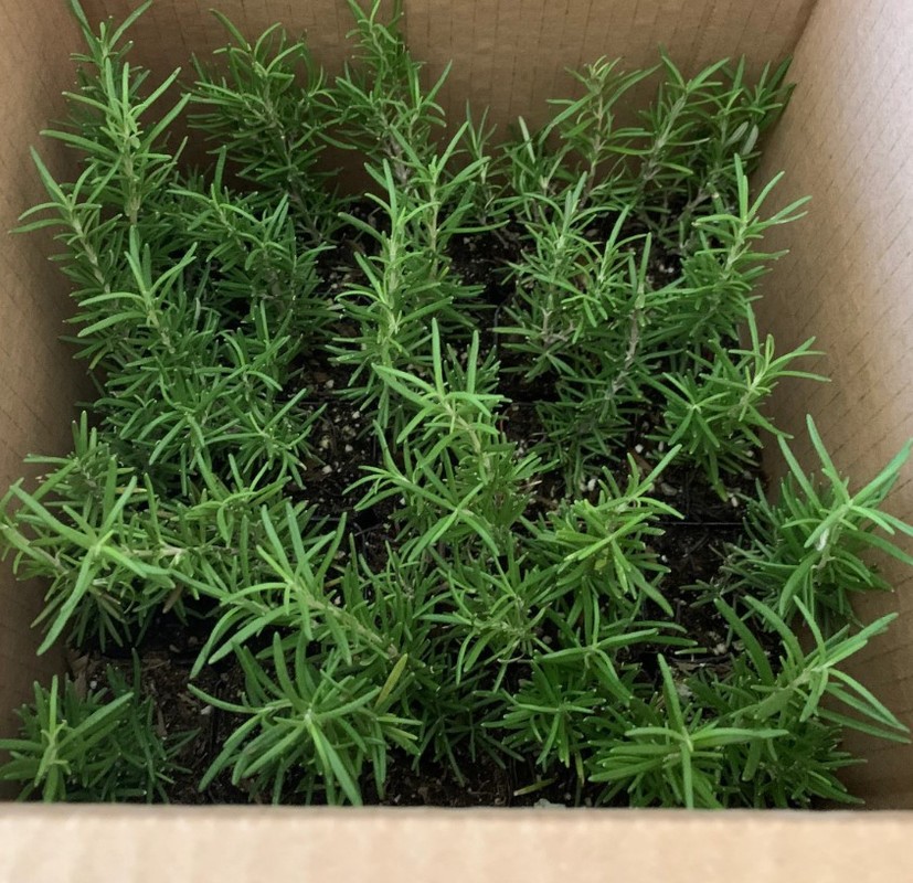 Set 3 Tuscan Blue Rosemary Plants 4-7″ Tall Rosemary Plants Fragrant Herb