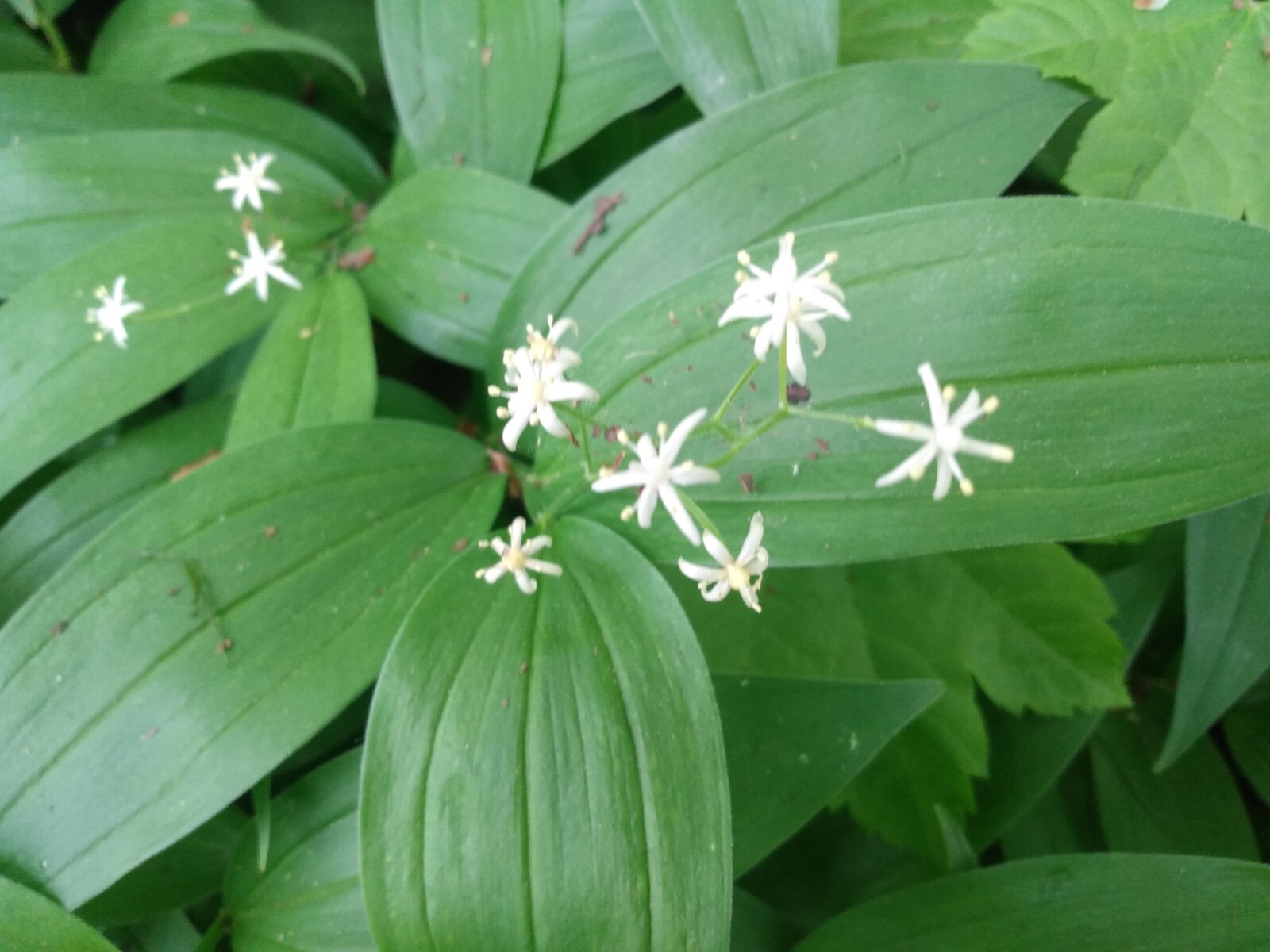 5 Star-Flowered Lily Of The Valley LIVE PLANTS Bare Root Rhizomes Wild Flowers