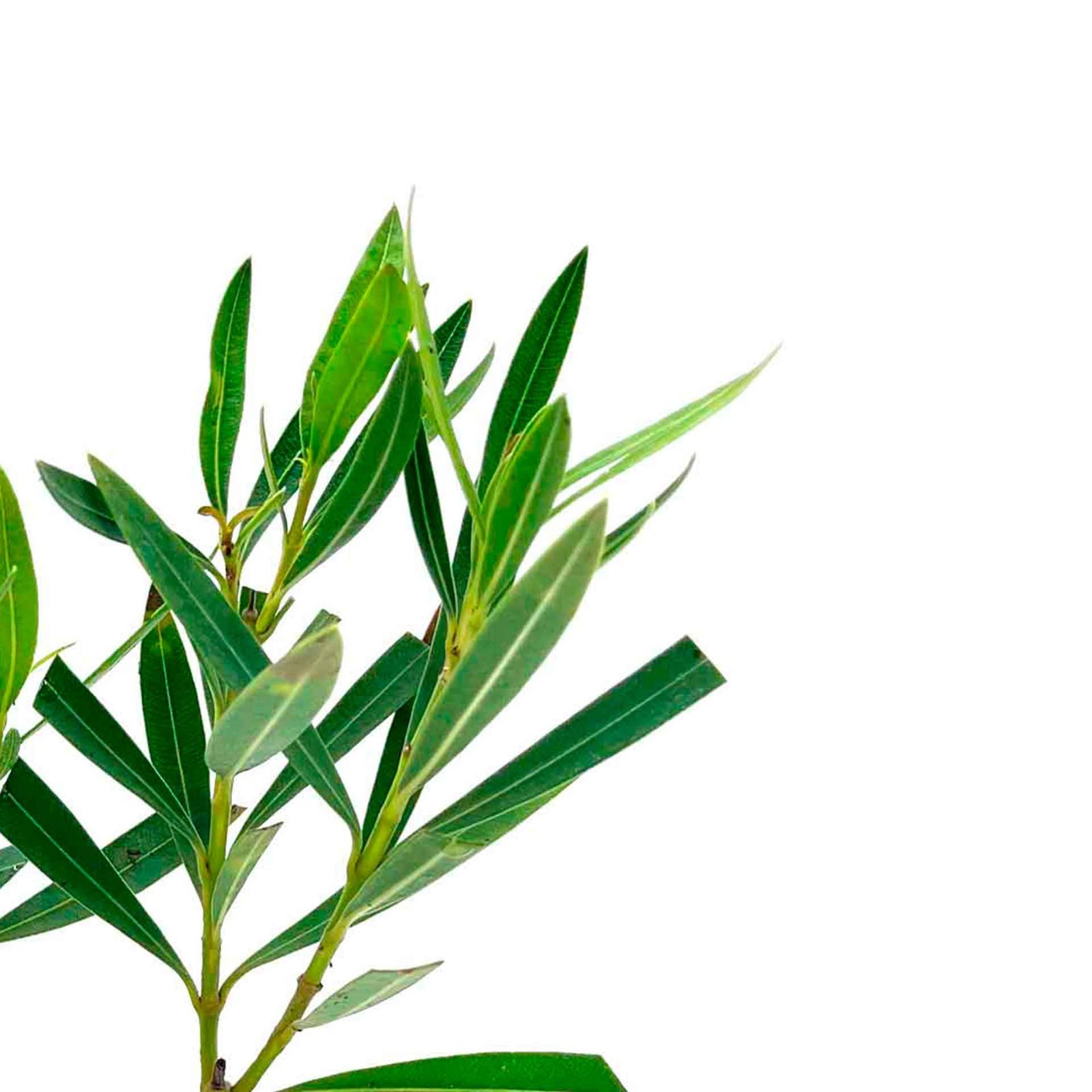 Petite Pink Dwarf Oleander (Nerium oleander ‘Petite Pink’) in 2.5″ Nursery Cubes