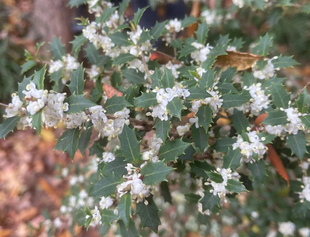 Party Princess ‘Kaori Hime’ Fragrant Sweet Tea Olive Osmanthus fragrans-STARTER