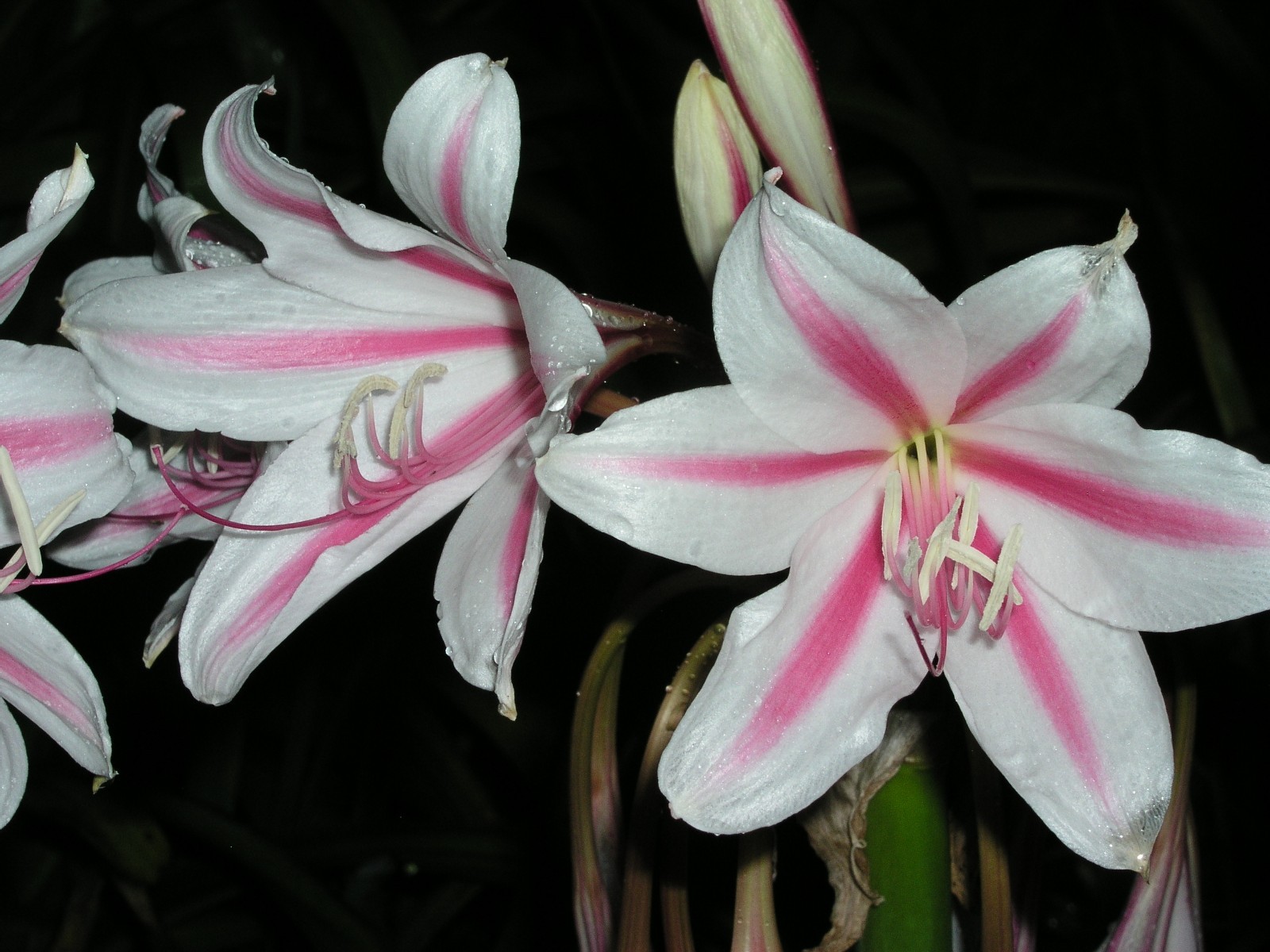 Crinum Lily, Herbertii ‘Gulf Pride’, medium-size bulb, NEW, best one