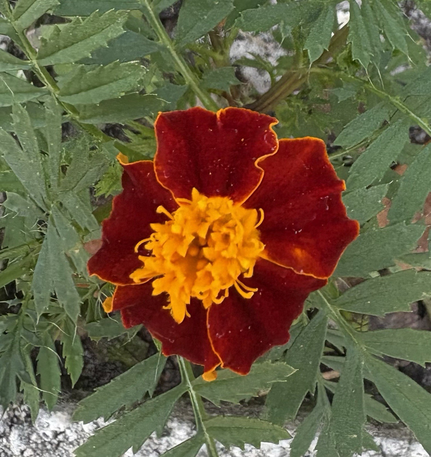 FRENCH MARIGOLD DWARF FLAMING ORANGE FLOWER SEEDS 50+ Garden Seeds FREE SHIP