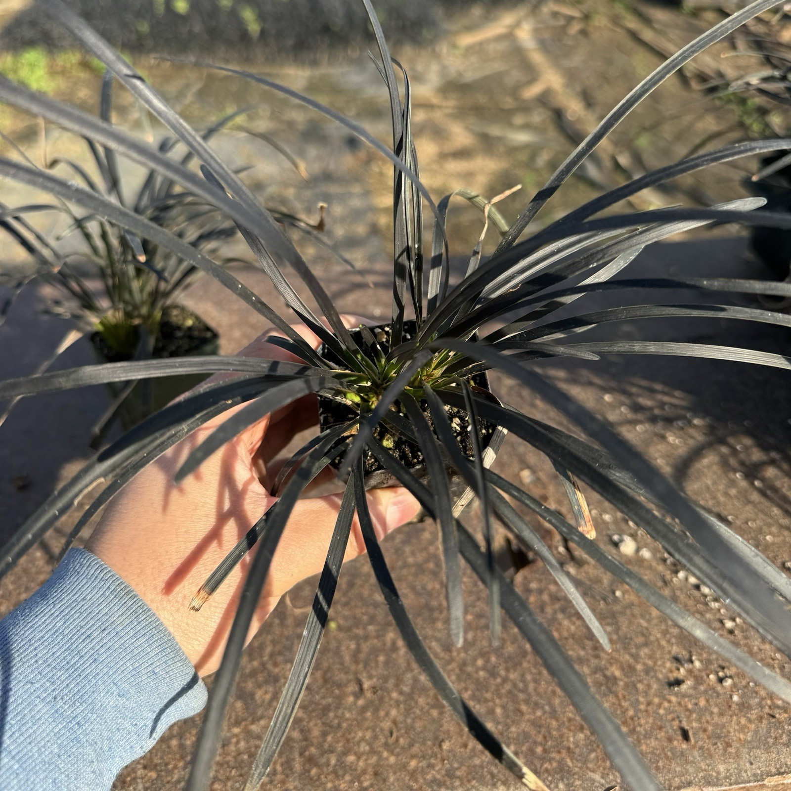 Pack of 1, Black Mondo Grass, Ophiopogon planiscapus ‘Nigrescens’,ONE Live Plant