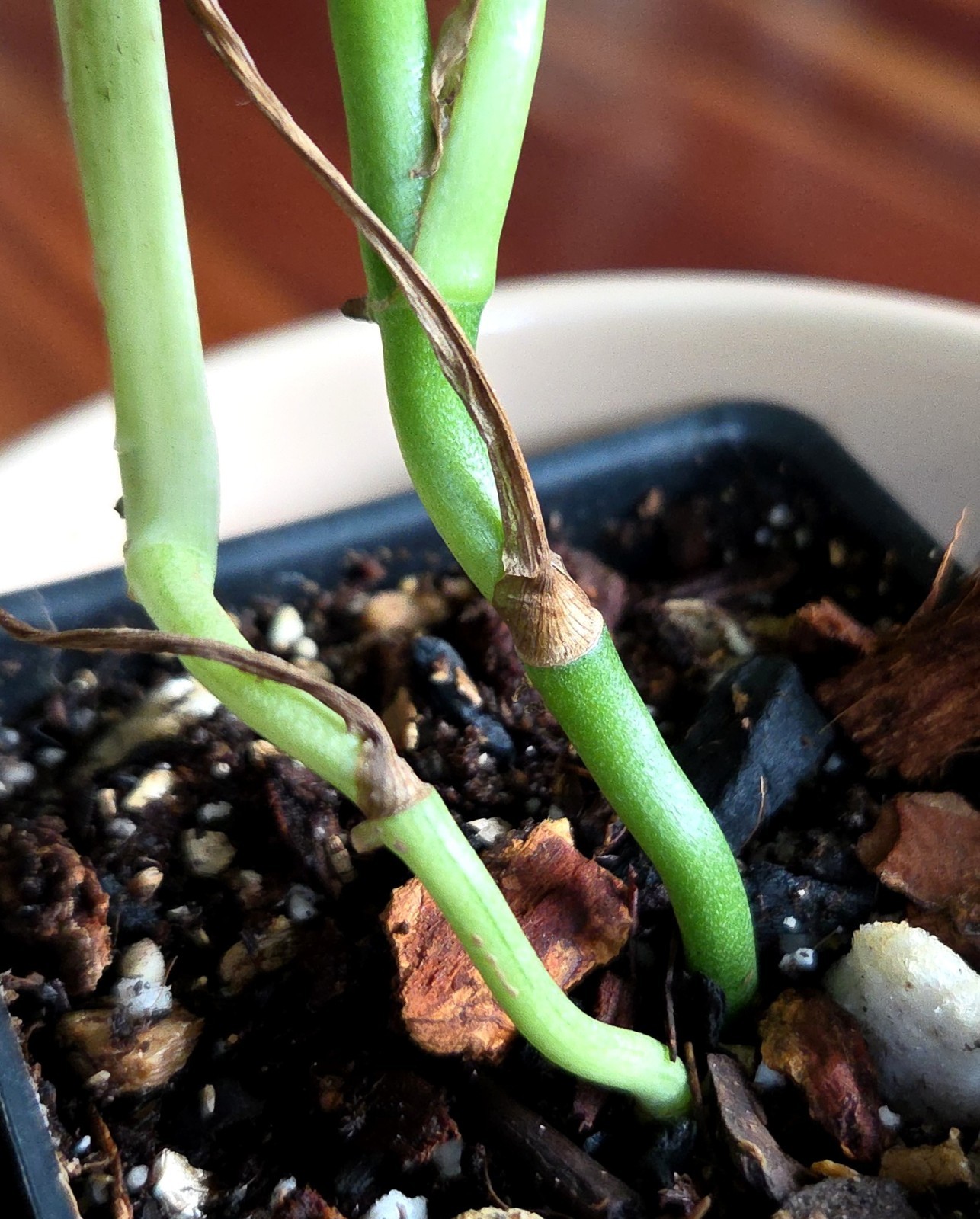 Rare Monstera Laniata Mint 11″ Tall 2 Plants Aroid Not Philodendron Anthurium
