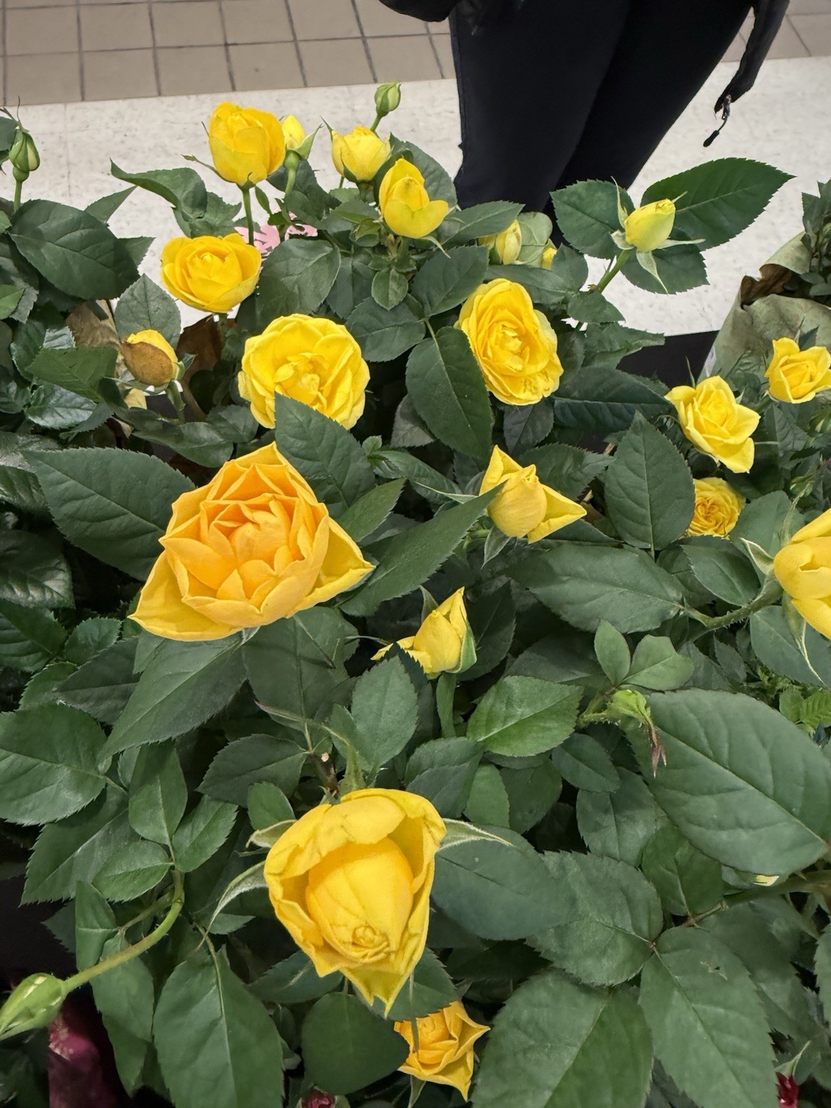 Mini Roses Yellow Color Plant