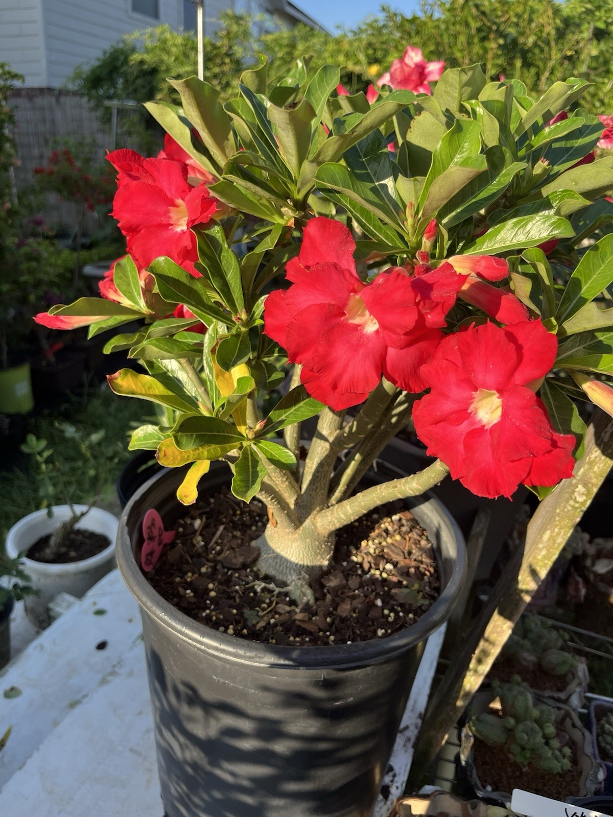 Own Root 7-8Years Old Doubles Petals Desert Rose In 3 Gallons Pit 20-25 In Tall