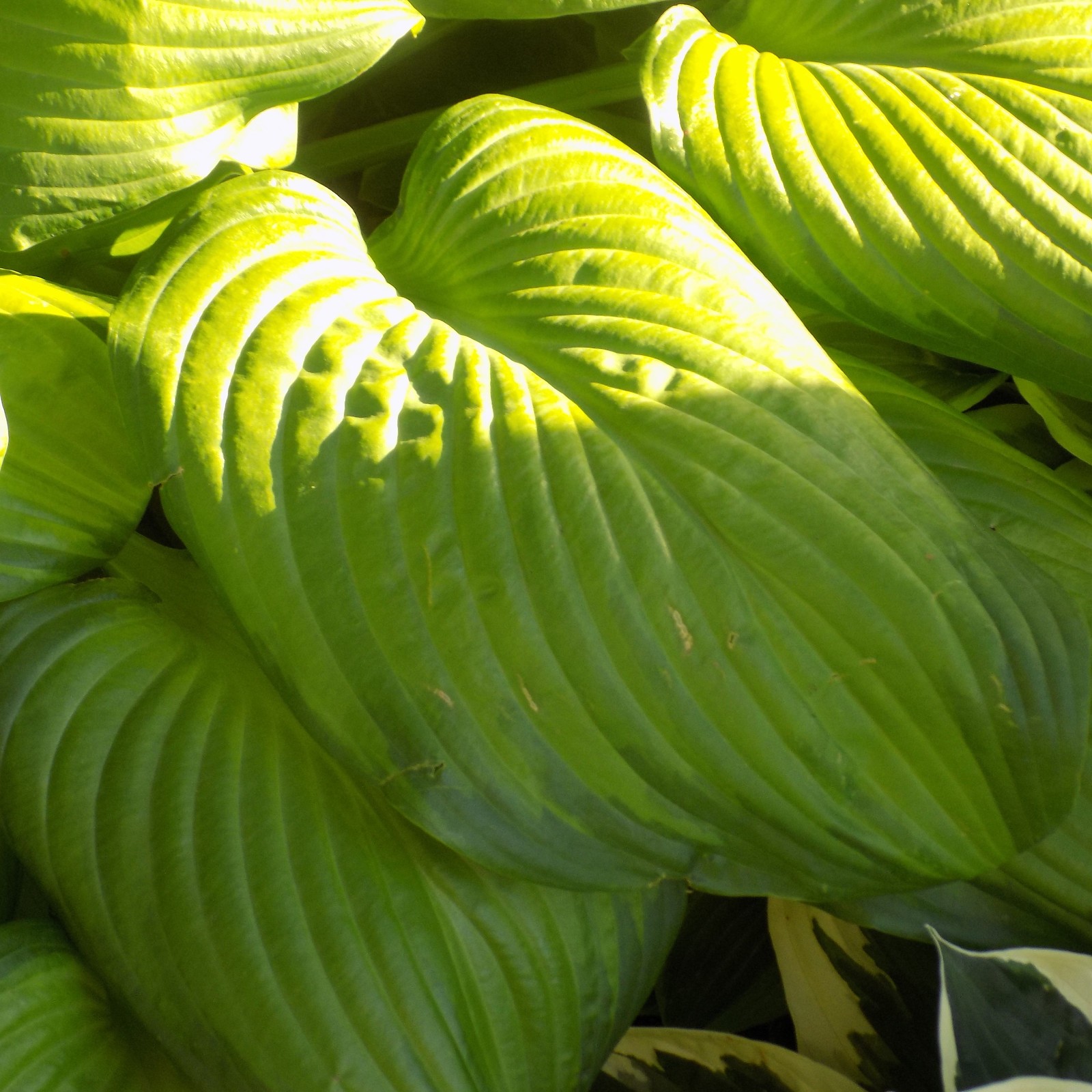 ON SALE- Hosta Guacamole -Can you find a large green hosta more beautiful? NO!!