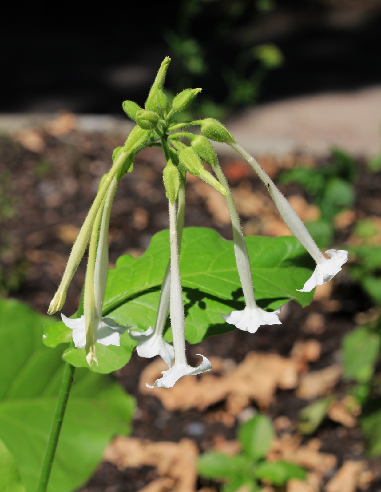 3000 Nicotiana Sylvestris Seeds – Woodland Tobacco – Flowering Tobacco
