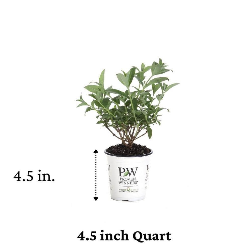 4.5 In. Qt. Miss Molly Butterfly Bush Buddleia Live Shrub Deep Pink Flowers New