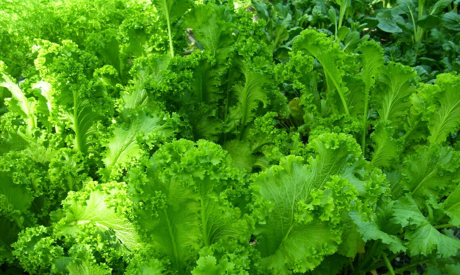 1oz Southern Giant Curled Mustard Greens Seeds – Great For Microgreens