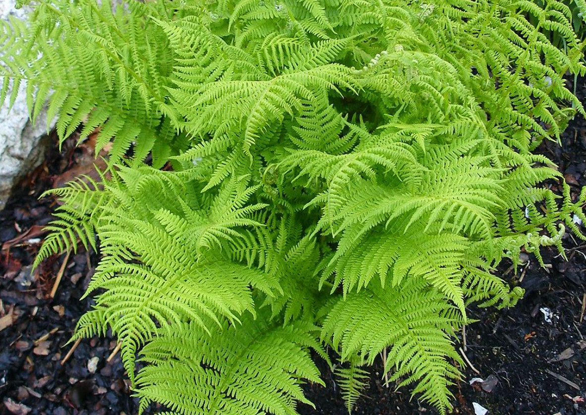 Set 5 Lady Fern Rhizomes – With No Leaf – Hardy Shade Perennial – Zones 3–8