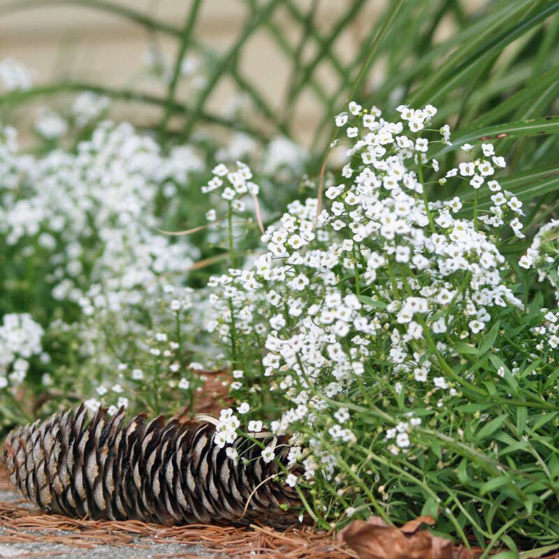 Tiny Tim Alyssum Seeds | Non-GMO | Free Shipping | Seed Store | 1213