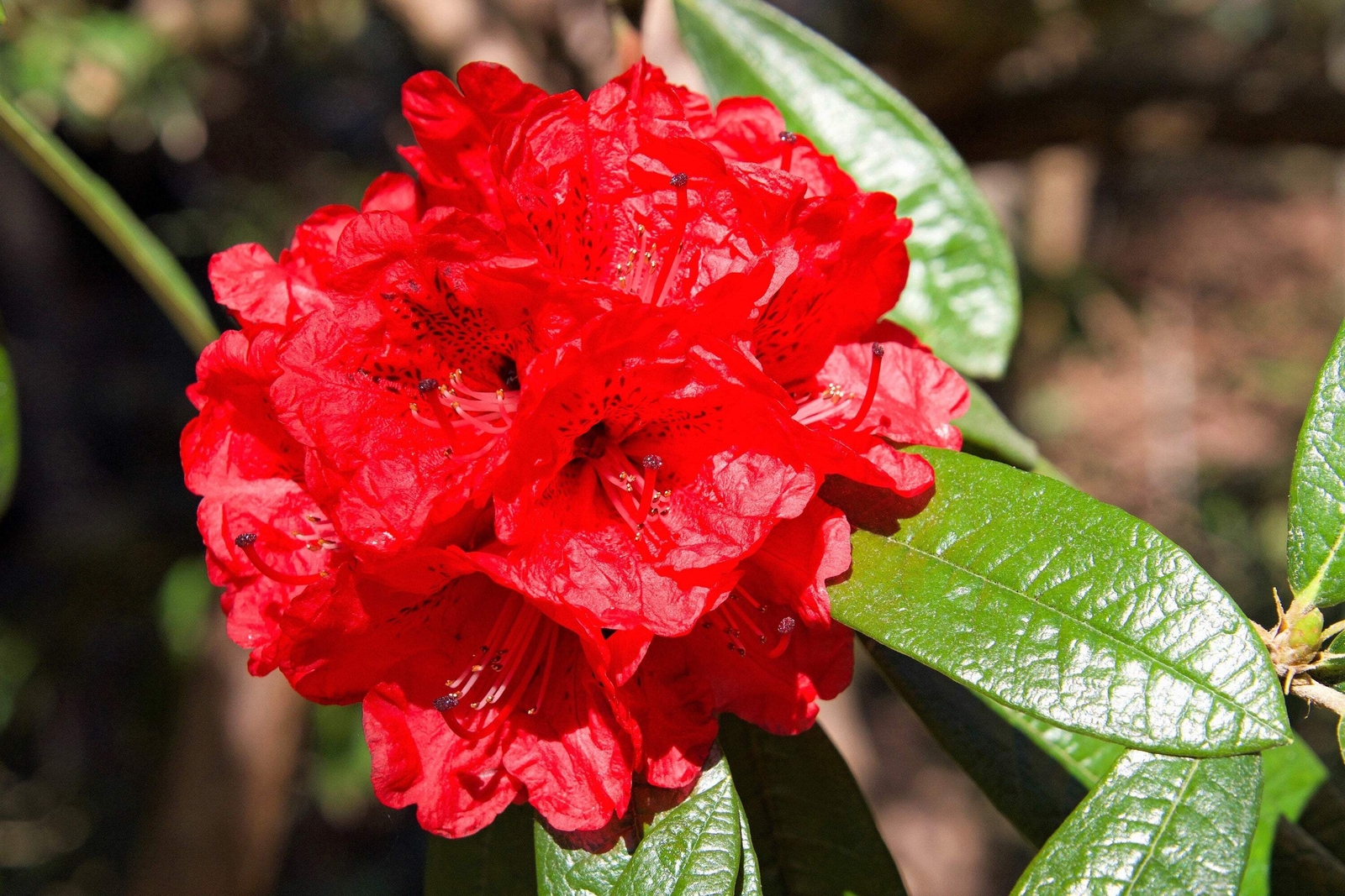 50 MIXED HYBRIDS RHODODENDRON spp Mixed Colors Flower Sun Shade Bush Shrub Seeds