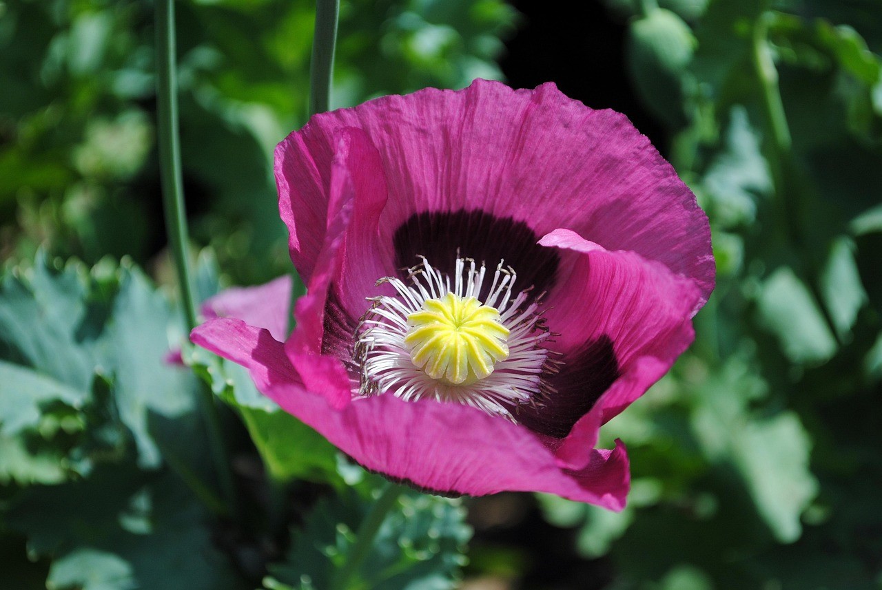 1,000 Turkish Blue Poppy Seeds P. Somniferum Large Purple To Red Blooms Few Left