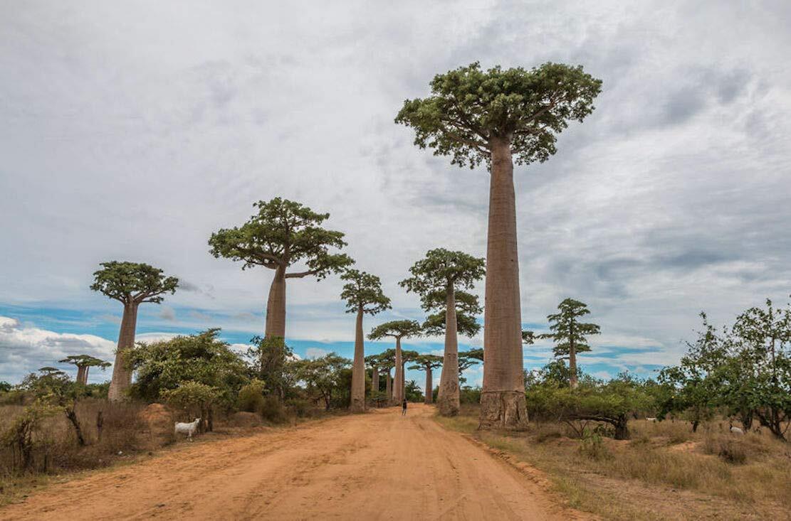 Capricata Baobab Tree Seeds Grow Your Own Rare Tropical Adansonia Digitata cpict