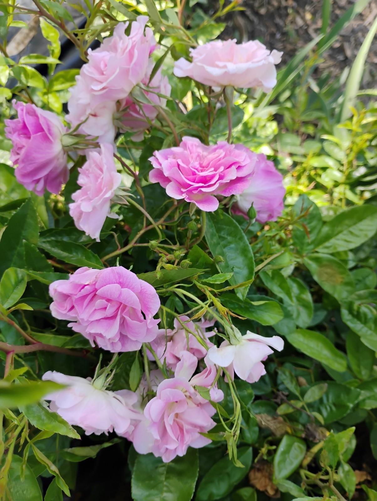Weeping China Doll Light Pink Cluster Flowers Live Rose Plant 6″ Pot Own Root