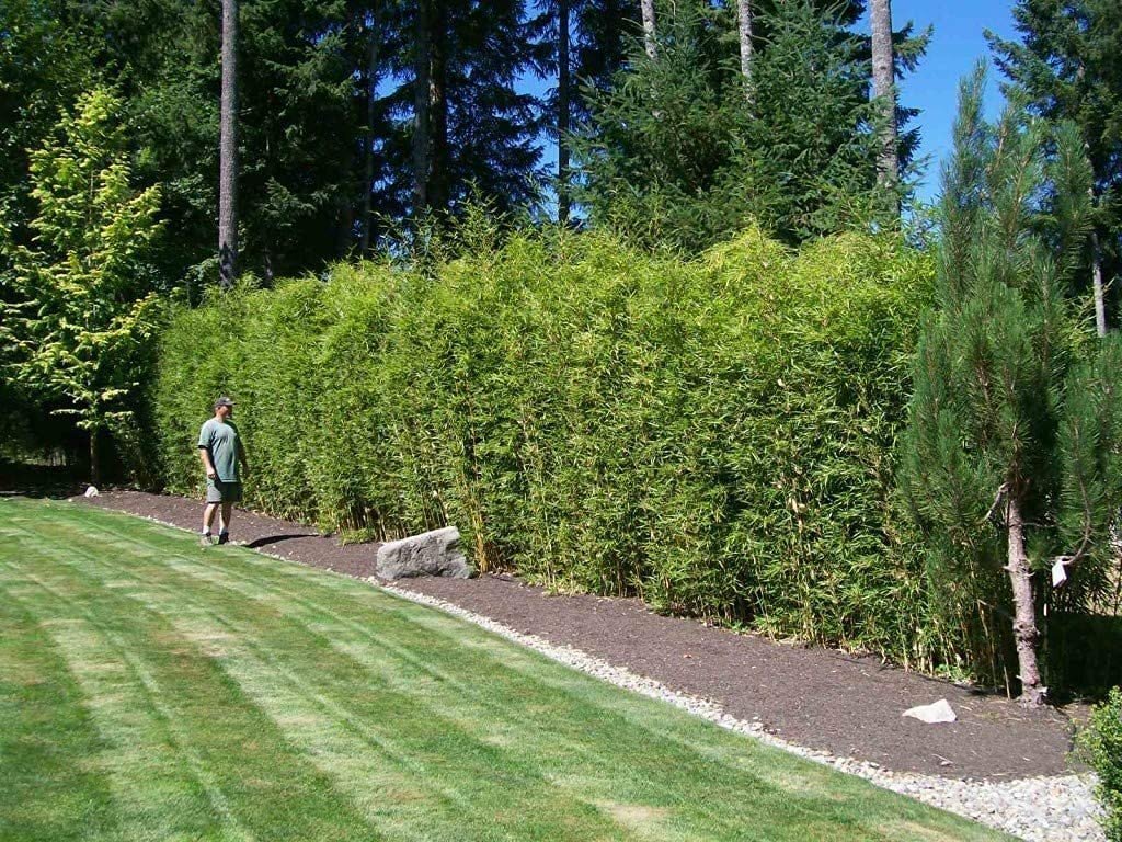 Green Hedge Bamboo | Live Plants | Non-Invasive Clumping Bamboo | Screening…