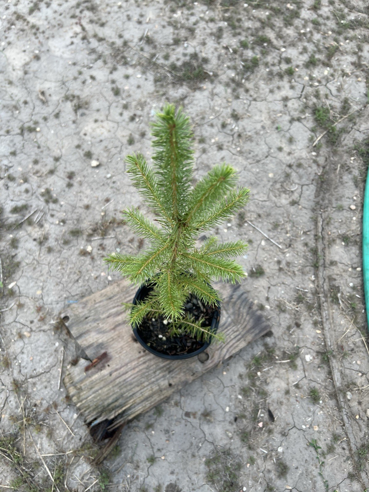 (6) Six Norway Spruce Tree Seedlings Ready To Plant