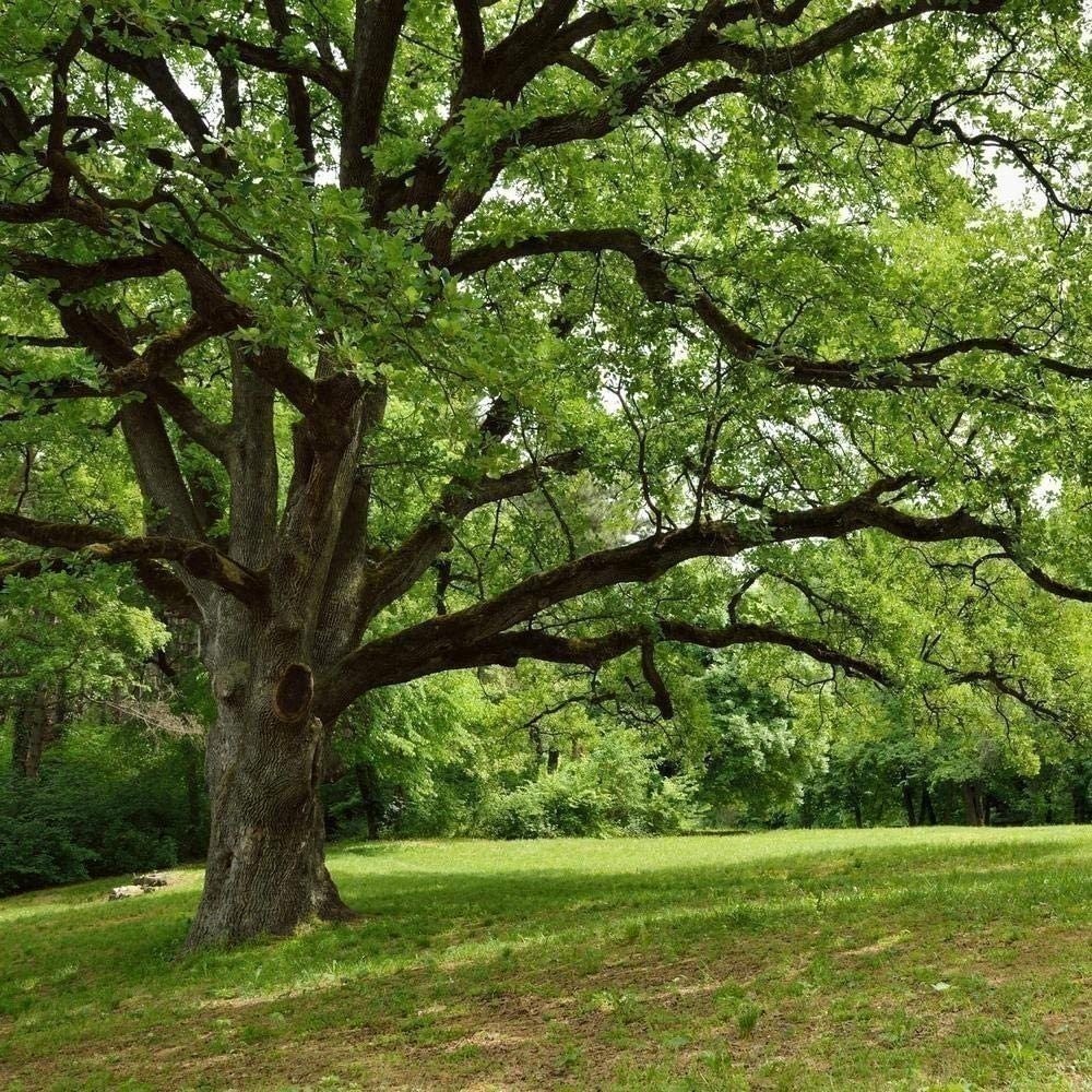 Southern Live Oak Tree | 2 Inch | Quercus virginiana | Low Maintenance | Hardy