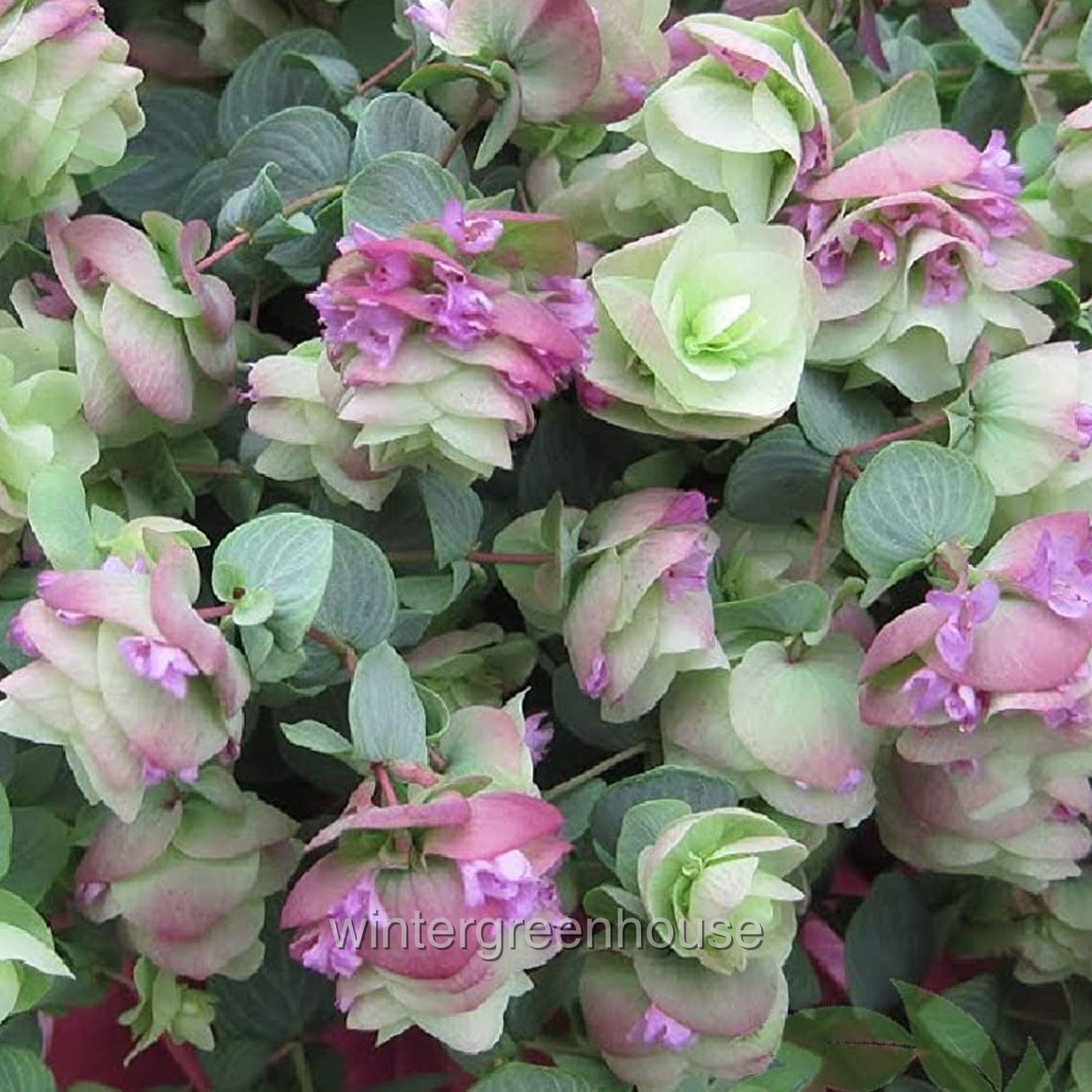 Oregano Ornamental, Kirigami, Container Size: 3.5″