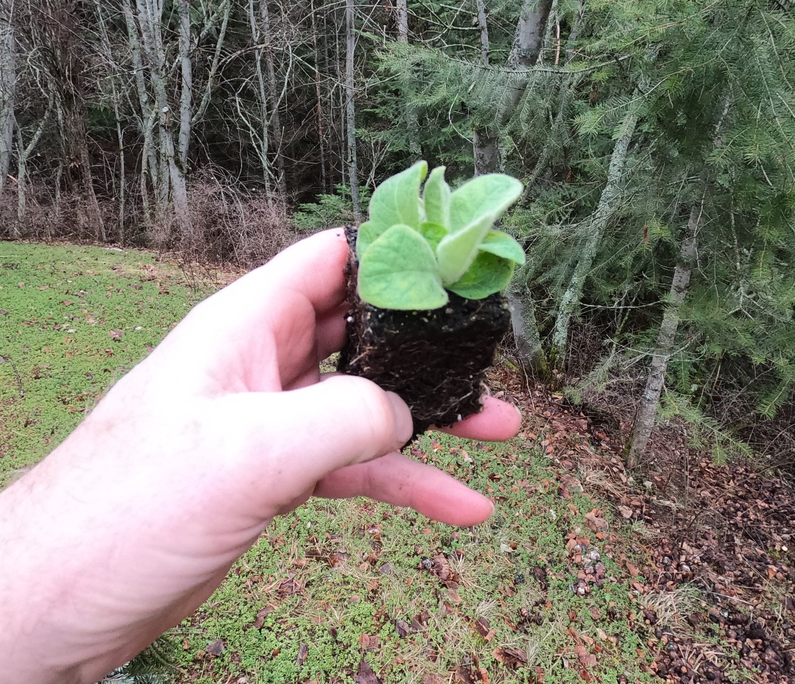 Mullein Starter Herb Plants – Live Common Mullein (Verbascum thapsus) – Organic