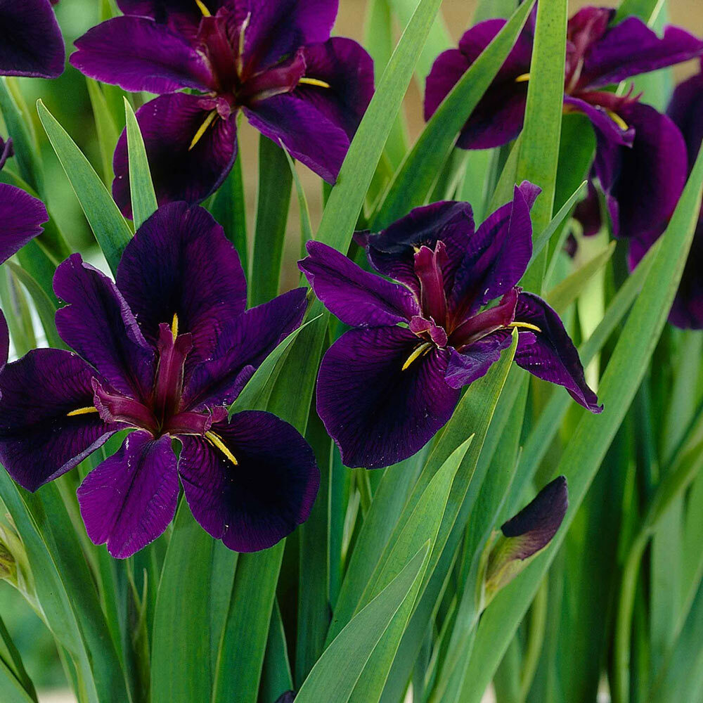 Iris BLACK GAMECOCK LOUISIANA IRIS Deep Purple, Almost Black Blooms! 1 Rhizome!