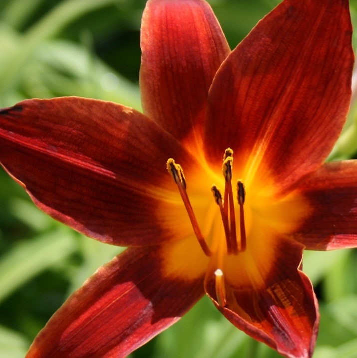 3 Ming Toy Daylily Hemerocallis ‘Ming Toy’ Bare Root Plant
