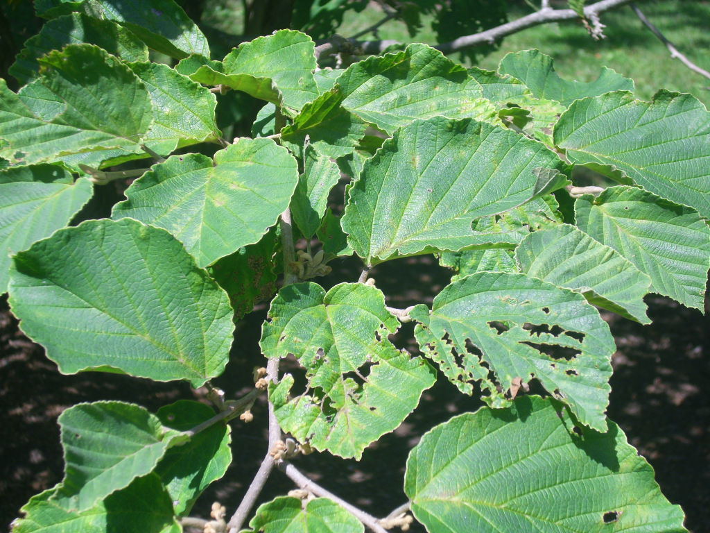 10 SUNBURST WITCH HAZEL SEEDS – Hamamelis × intermedia ‘Sunburst’