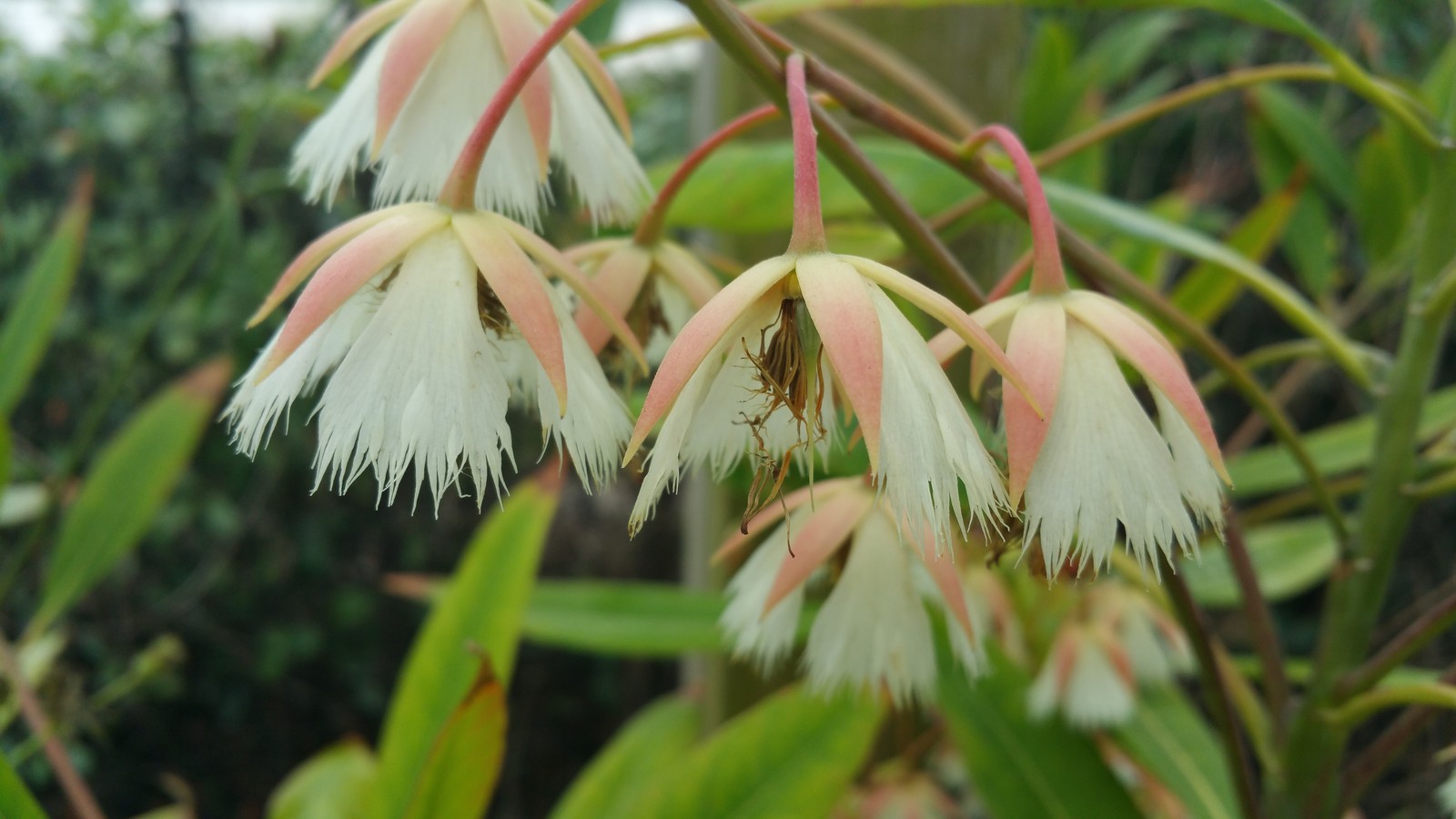 FAIRY PETTICOAT Tropical Tree Butterfly Plant Unusual Fringed Pink White Bloom