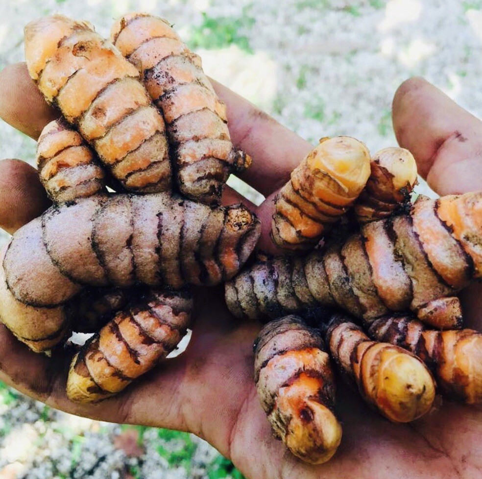 12 PIECE TURMERIC BULB FRESH HARVEST HOME GROWN FREE SHIPPING