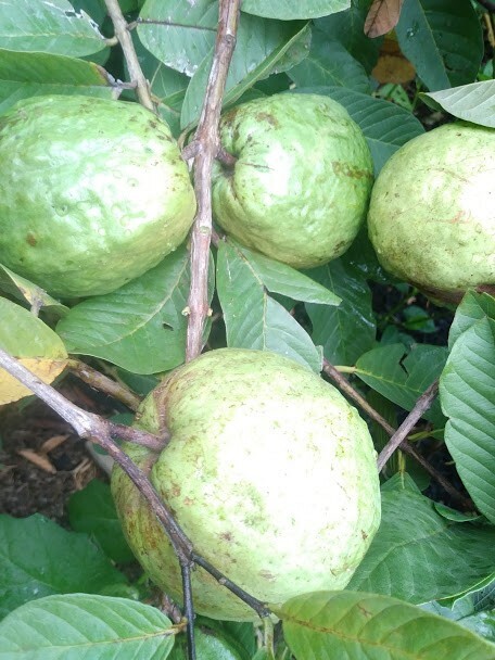 White Flesh Guava SEEDS, 20 Seeds, Fruit Seed for Home Garden