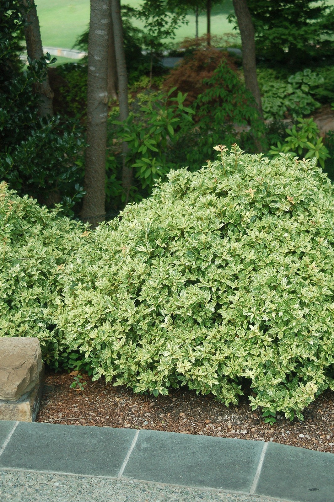 Green Promise Farms Osmanthus Heterophyllus Goshiki False Holly Evergreen 2 –