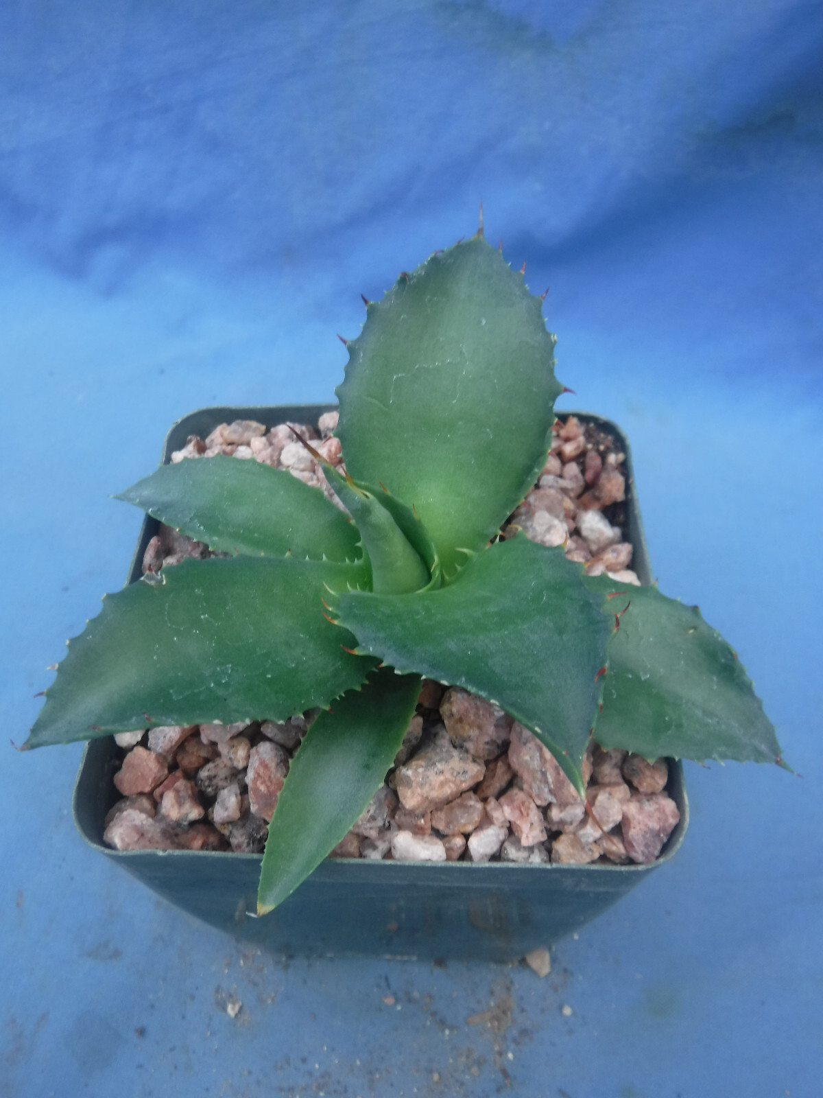 Agave “ShawPot” Starter Plant! HUGE Red Teeth! Incredible Hybrid! RARE! 3″-4″ Wd