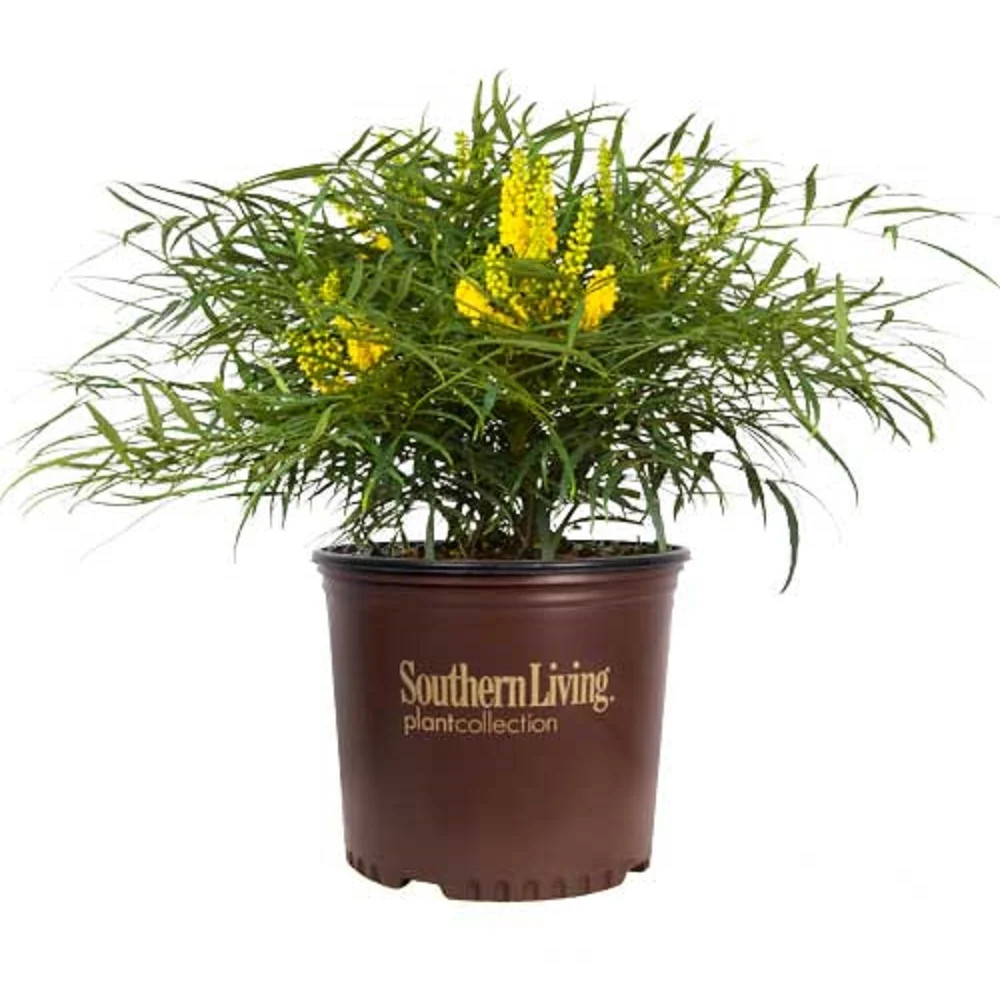 Soft Caress Mahonia Live Shrub in 2.5-Quart Grower Pot