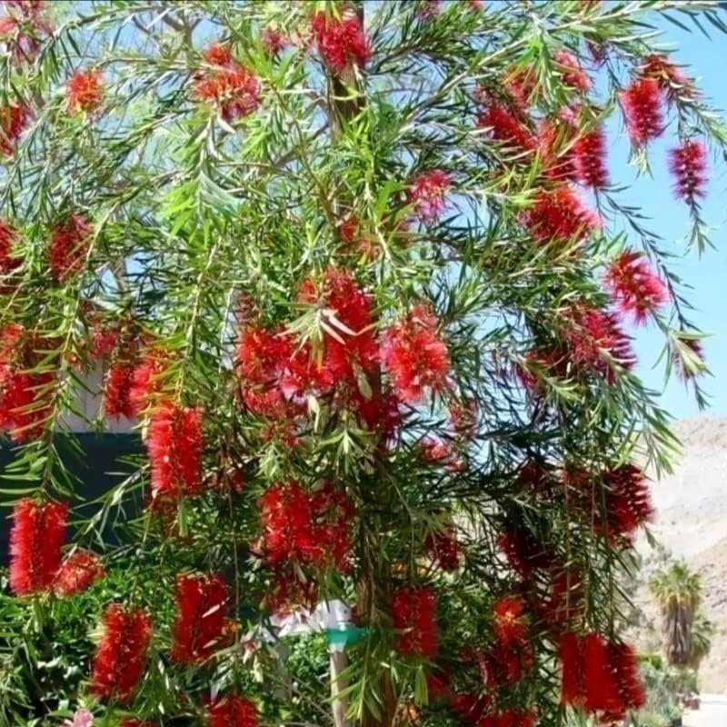Bottlebrush Red Cluster | Quart | Callistemon citrinus | Low Maintenance | Hardy