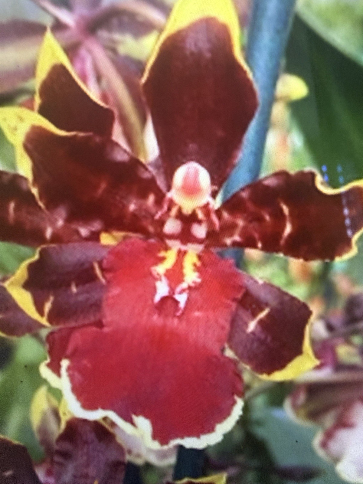 ORCHID PLANT Odcdm Wildcat Golden Ref star one rooted bulb no pot