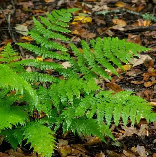 New York Fern Thelypteris Noveboracensis Bare Root Live Plant Outdoor Garden