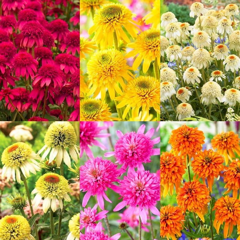 1000+ Echinacea Coneflower Seeds for Planting -Perennial Cone Flower Seeds Attra