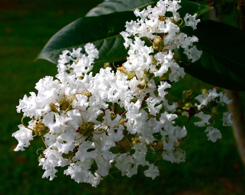 3 White Crape Myrtle 12-18″ Tall Starter Shrub Bare Root